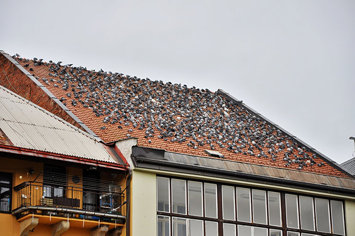 A2B Pest Control are able to install spikes to deter birds from roofs in Chiswick. 