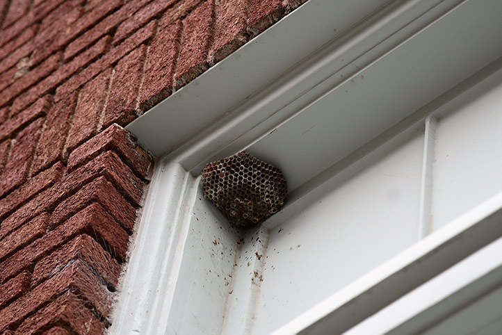 We provide a wasp nest removal service for domestic and commercial properties in Chiswick.